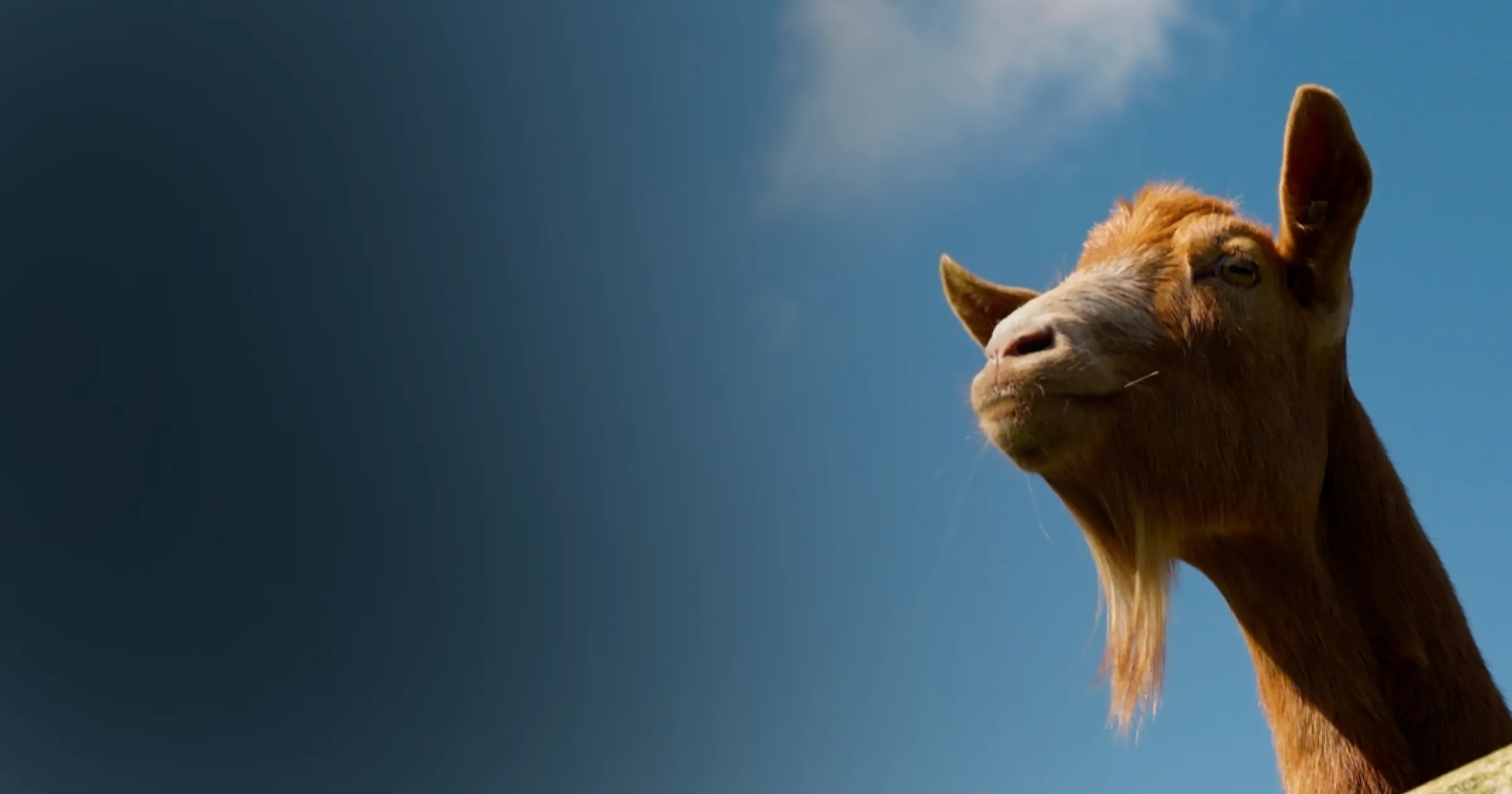 A brown goat with a long beard looks up against a clear blue sky with a small white cloud. The image conveys a serene and contemplative mood.